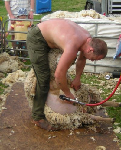 Man shearing sheep