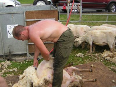 Man shearing sheep a bit later