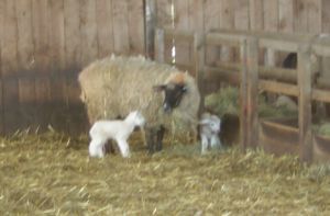 Ewe and Twin lambs
