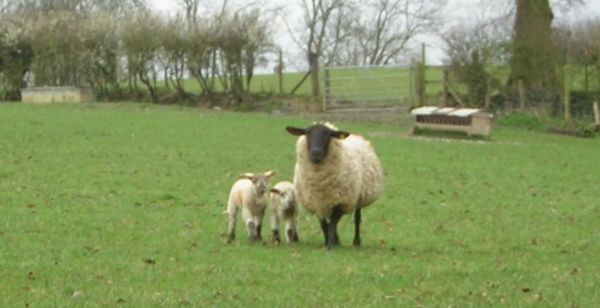 Ewe and 2 lambs