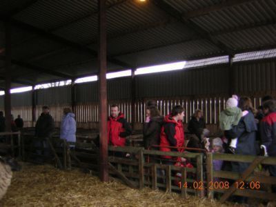 People in sheep shed looking at sheep