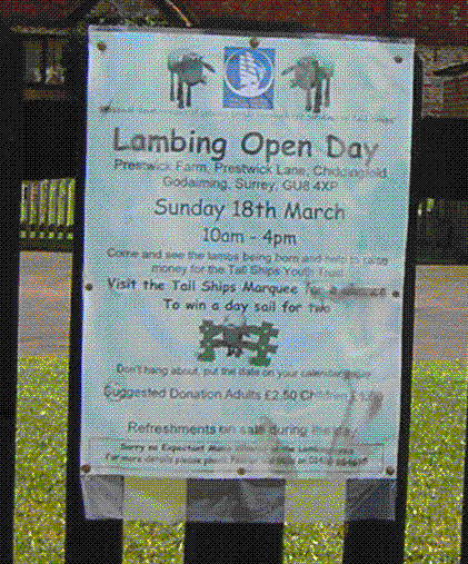 Lambing day poster