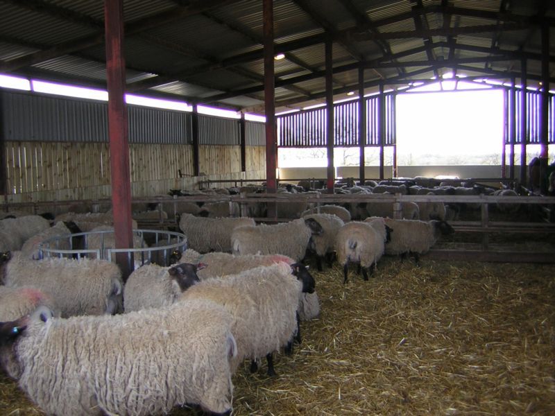 Ewes in lambing shed