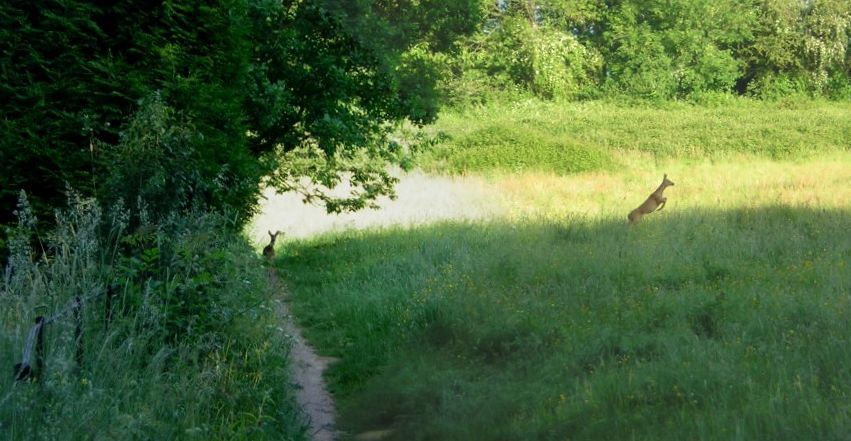 Deer jumping
