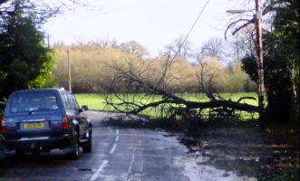 Fallen tree on road