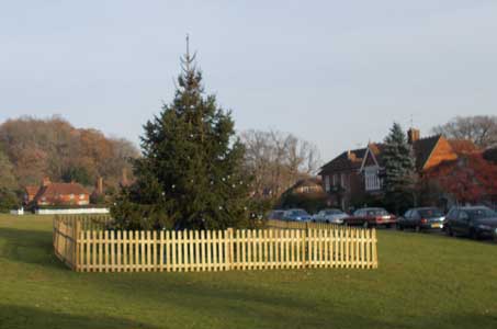 Christmas Tree on Village Green