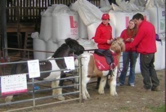 Miniture Shetland ponies