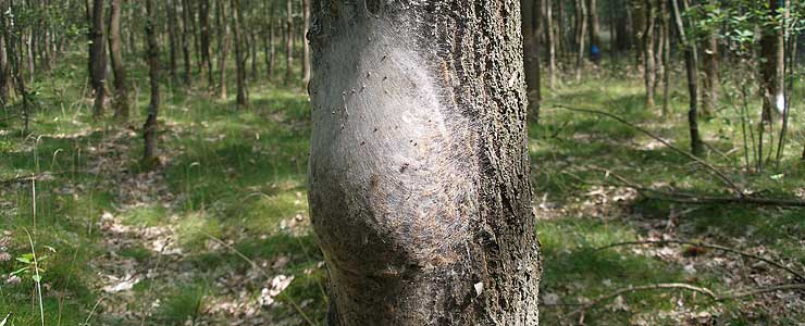 oak processionary moth nest