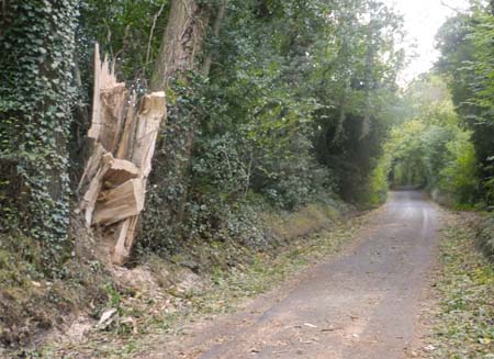 View of tree was on Pristwick Lane