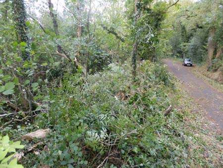 Branches and leaves of tree that fell down on Prestwick Lane