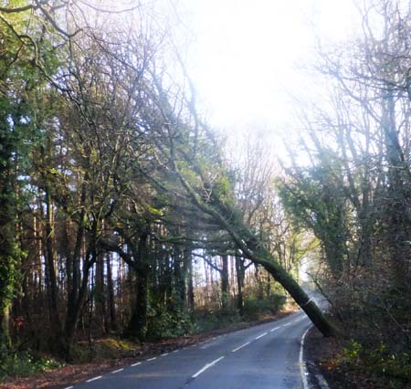 Tree leaning across road