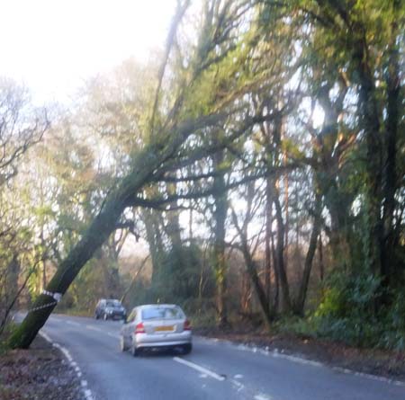 Tree leaning across road