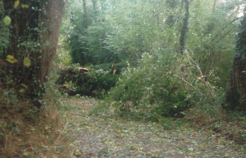 Tree across Prestwick Lane