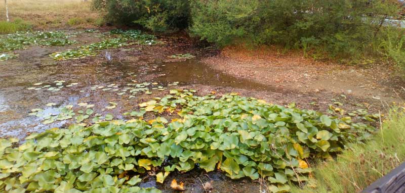 Chiddingfold Pond Low Water