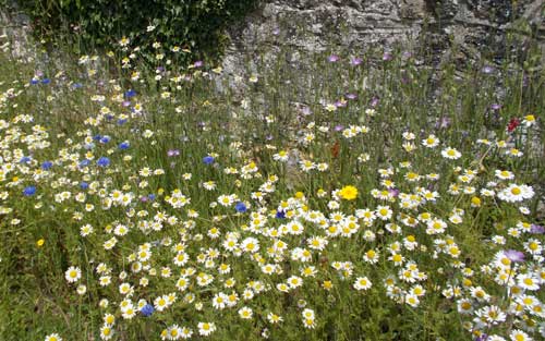 Lots of nice Flowers